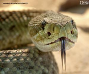 yapboz Bir yılanın yüzü